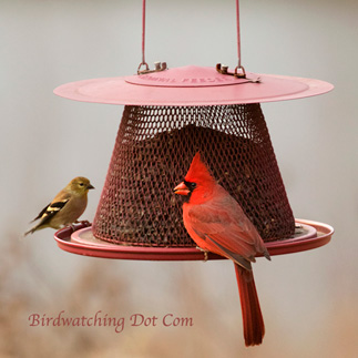 No-No Cardinal Feeder