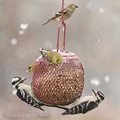 Red Ball Feeder