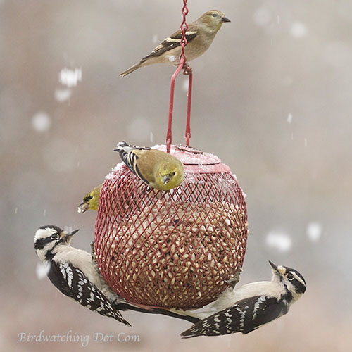 Red Ball Feeder