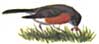 Robin gets worm