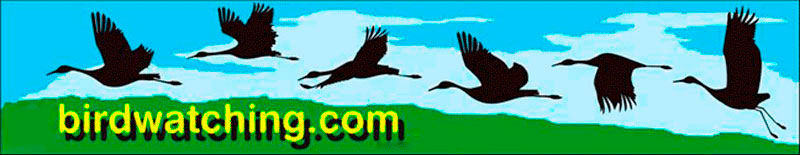Birdwatching Dot Com
