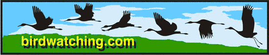 Birdwatching Dot Com