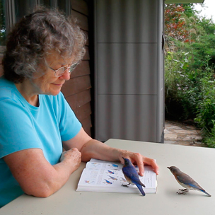 Bluebirds at hand