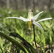 White Trout Lily