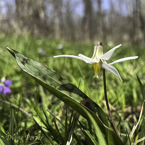 White Trout Lily