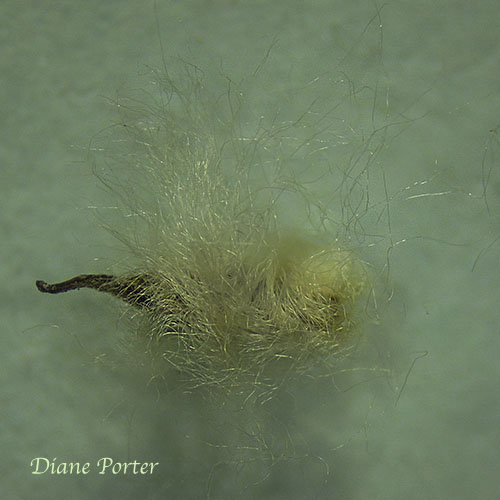 Thimbleweed seed