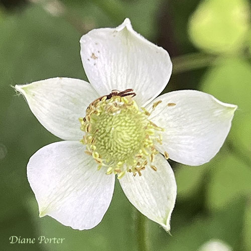 Tall Thiimbleweed blossom