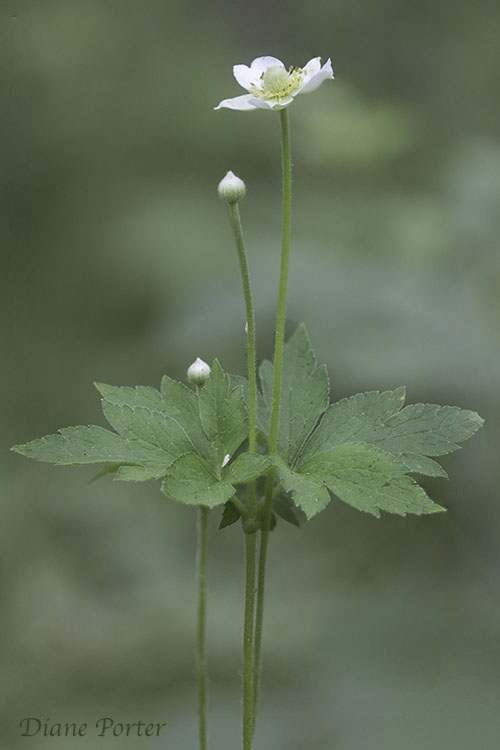 Tall Thimbleweed