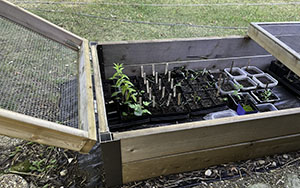 The Growing Box