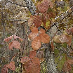Virginia Creeper
