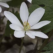 Bloodroot