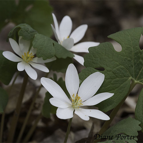 Bloodroot