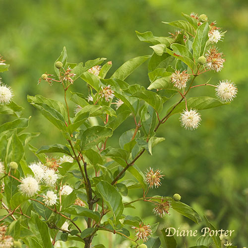 Buttonbush