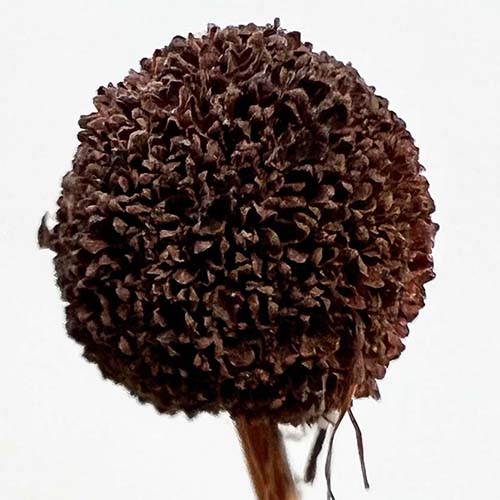 Buttonbush seed head
