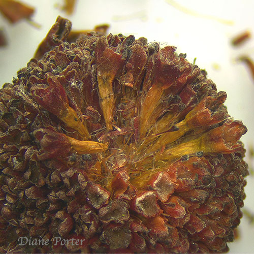 Buttonbush Seed Head