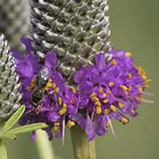 Purple Prairie Clover