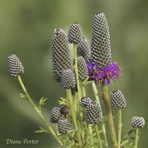 Purple Prairie Clover