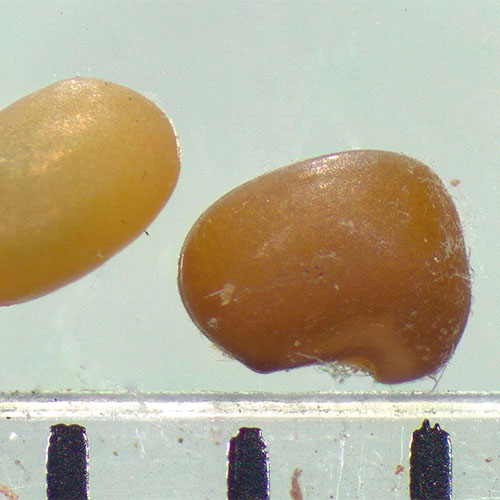 Purple Prairie Clover Seeds 