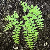 Maidenhair Fern
