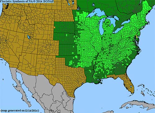 Range of Maidenhair