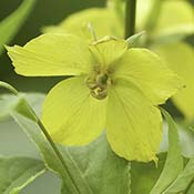 Fringed Loosestrife