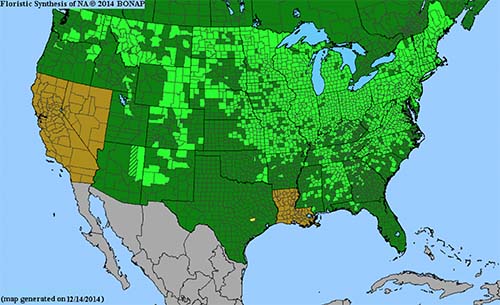 BONAP map of Fringed Loosestrife Range