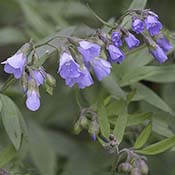 Jacob's Ladder