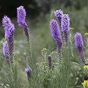 Prairie Blazing Star