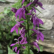 Prairie Blazing Star