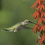 Ruby-throated Hummingbird and Cardinal Flower