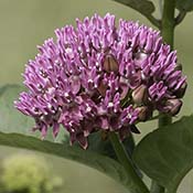 Purple Milkweed