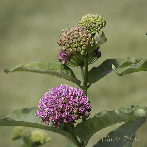 Purple Milkweed
