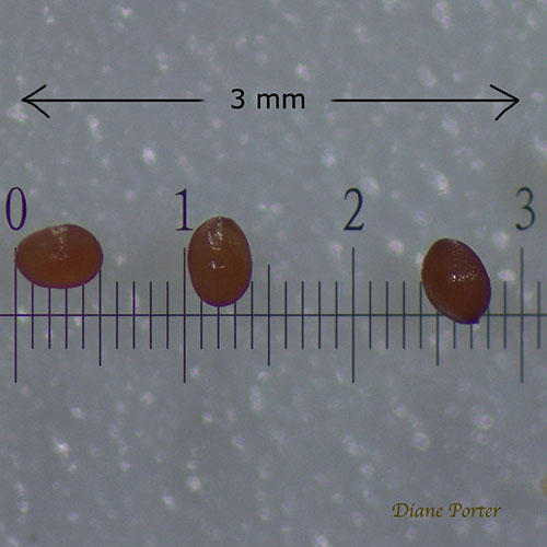 Venus' Looking Glass seeds