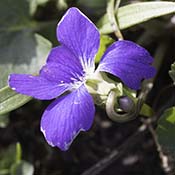 Common Blue Violet