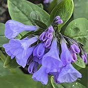 Virginia Bluebells
