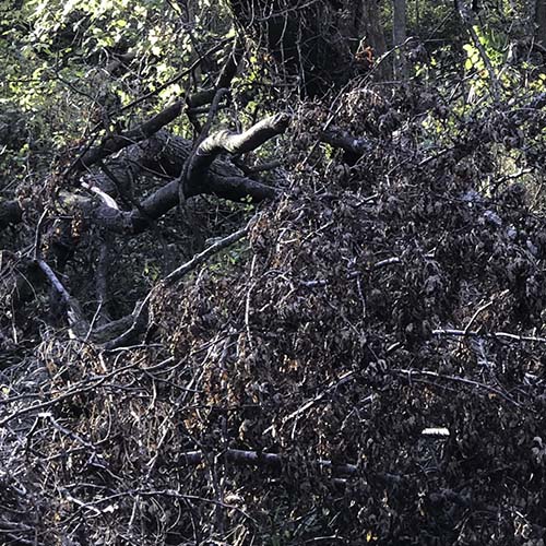 A jumbled brushpile