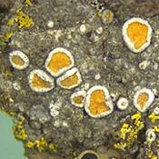 Caloplaca on bark