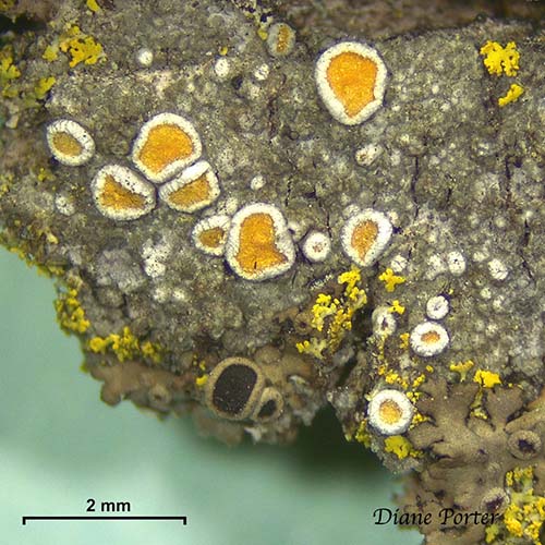 Caloplaca genus