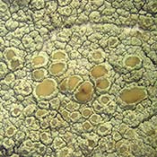Mealy-rim Lichen