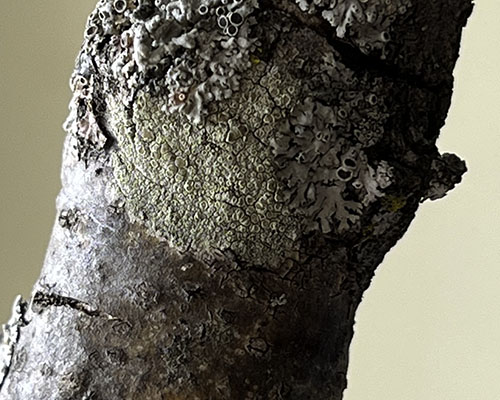 Mealy-rimmed Lichen