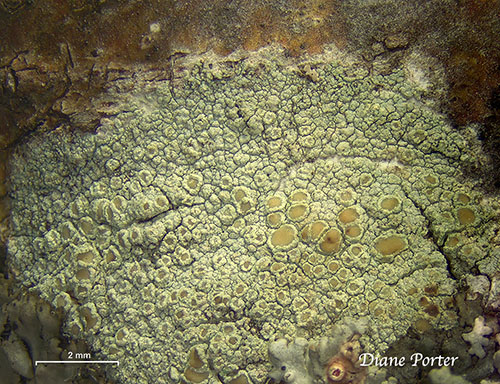 Mealy-rimmed Lichen