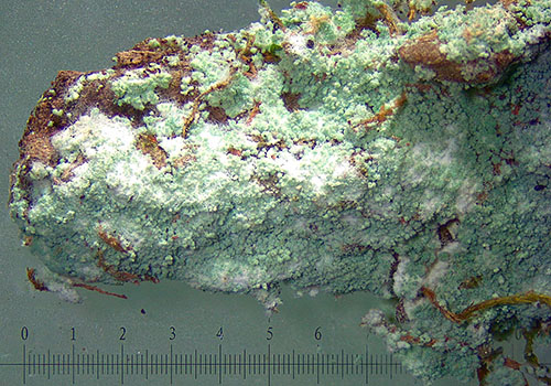 Fluffy Dust Lichen