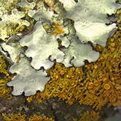 Ruffle Lichen