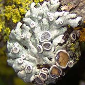 Hoary Rosette Lichen