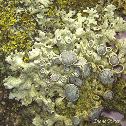 Hoary Rosette Lichen