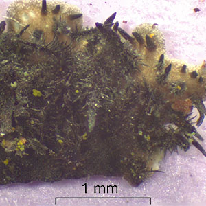 Rhizines
