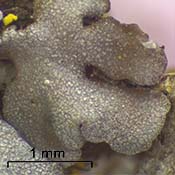 Frost Lichen