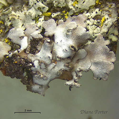 Frost Lichen