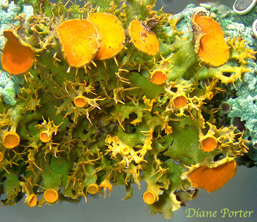 Gold-eye Lichen