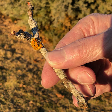 Gold-eye Lichen